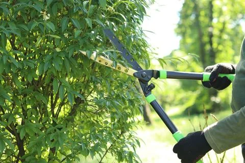 Garden shears during pruning of a green bush Stockfoto's