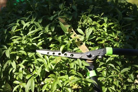 Garden shears during pruning of a green bush Stockfoto's