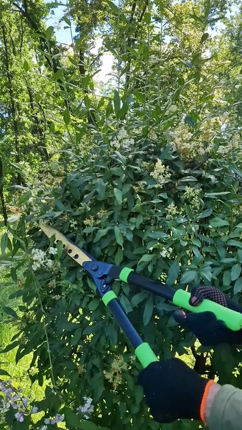 Garden shears hedge trimmer trims green hedge in garden Vídeos de archivo 344278519