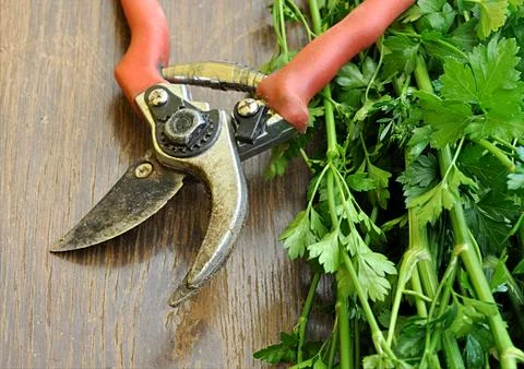 Garden shears on herbs Stock Photos