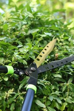 Garden shears (shrub cutter) for pruning a hedge Stockfoto's