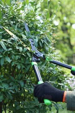 Garden shears (shrub cutter) for pruning a hedge Stockfoto's