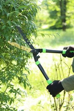 Garden shears (shrub cutter) for pruning a hedge Stockfoto's