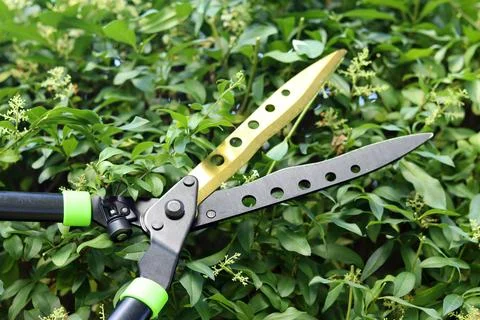 Garden shears (shrub cutter) for pruning a hedge Stockfoto's