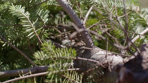 Garden sheers slice off a Christmas Tree branch 4K Stock Footage 48582953