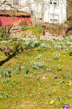 A garden showcases an array of blooming flowers and plants. Green grass cover Stock Photos