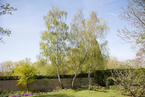 Garden with silver birch trees in spring, UK Stock Photos