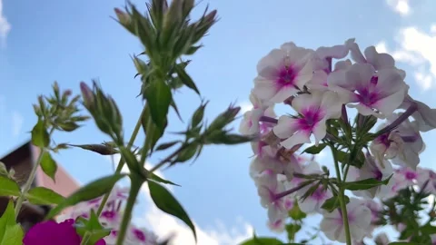 Garden on the sky background Stock Footage 249663442