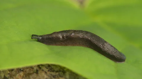 Garden Slug (Arion hortensis) 3 Stock Footage