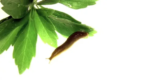 Garden Slug Stock Footage 10586503
