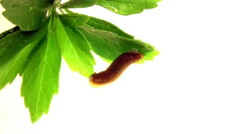 Garden Slug Stock Footage 10586535