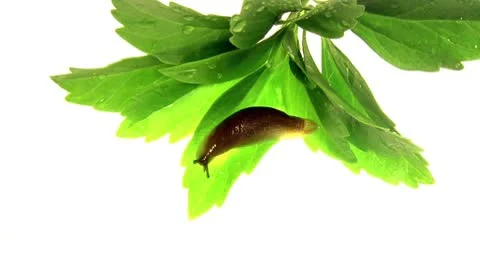 Garden Slug Stock Footage 10586576
