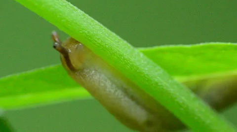 Garden Slug Stock Footage 26194509