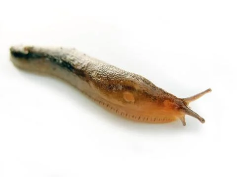 Garden slug Stock Photos