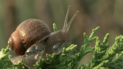 Garden Snail 1 Stock Footage 8549457