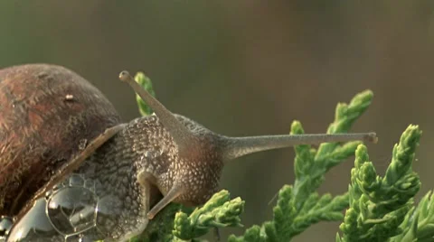 Garden Snail 2 Video stock 8549440