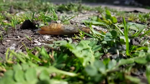 Garden snail 3 Stock Footage 180018971
