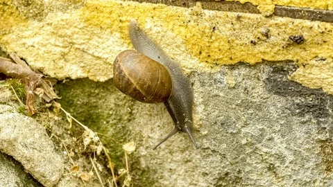 Garden snail with brown coiled shell slithering downward along concrete bri.. Stock Footage 75390872
