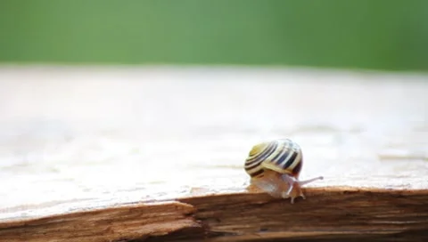 Garden Snail 'Chillin' Stock Footage 8692369