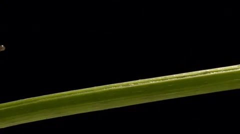 Garden snail, close up. Video stock 43173876
