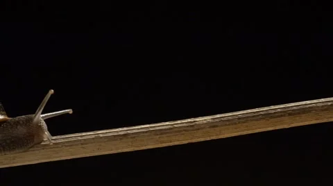 Garden snail, close up. Video stock 43175850