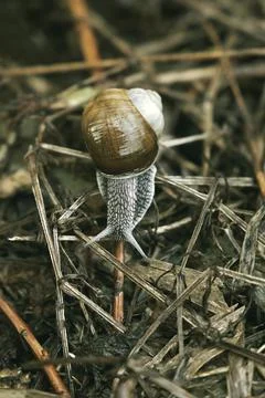 Garden snail close up Foto stock
