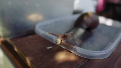 Garden snail close-up on the table. A large snail reaches for the camera. Stock-Footage 238016030