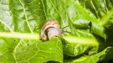 Garden Snail Crawl Down the Green Leaf Stock-Footage 41580959