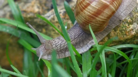 Garden snail is crawling between green grass Vidéo 45986356