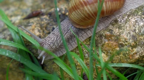 Garden snail is crawling between green grass - pan shot Vidéo 45986365
