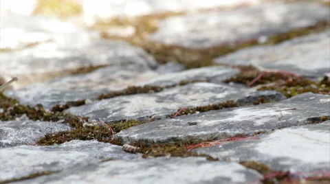 Garden Snail crawling G Stock Footage 45258982