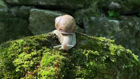 Garden snail crawling on a mossy surface with stone background close up. Stock Footage 246009690