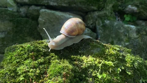Garden snail crawling on a mossy surface with stone background close up. Stock Footage 246010097