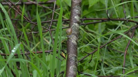 Garden Snail Crawling on Wet Tree Branch - 4K Wildlife Slow Motion Shot Stock-Footage 336691447