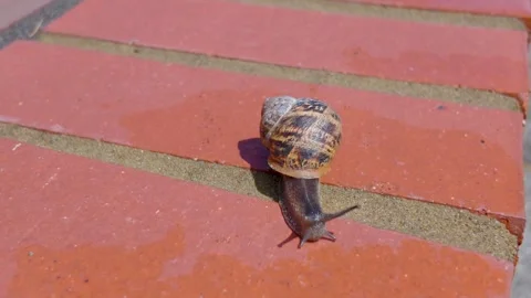 Garden snail crawls on red brick toward water, close-up of shell and eyestalks Stock Footage 336848163