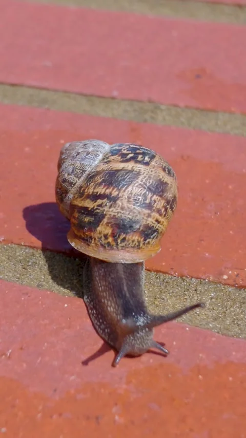 Garden snail crawls on red brick toward water, close-up of shell and eyestalks Stock Footage 336848775