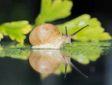 Garden snail on the dark mirror surface Stock Photos