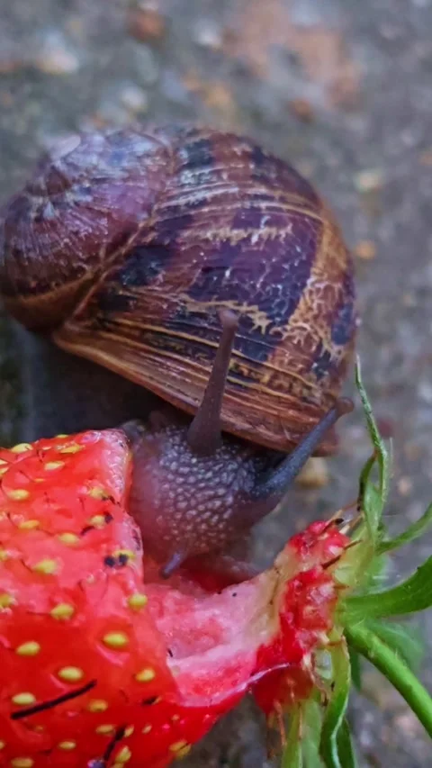 Garden Snail Devouring Fresh Strawberry Side Close-Up Video stock 336039082