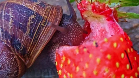 Garden Snail Devouring a Red Strawberry Extreme Macro Video stock 336039091