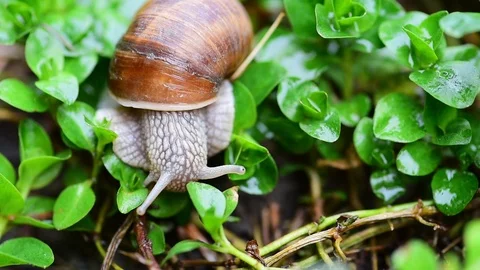 Garden snail eating grass Stock Footage 106401705