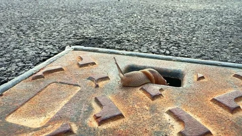 Garden Snail Emerging from Rusted Manhole Cover Hole Stock Footage 344419680