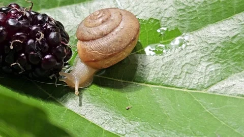 Garden snail feeding on fruit Stock Footage 319969657