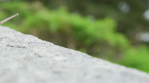 Garden Snail Stock Footage 50360092