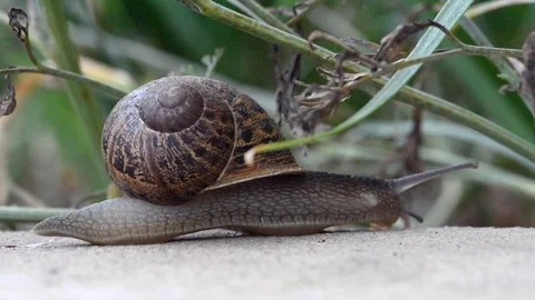 Garden snail Stock Footage 91226383