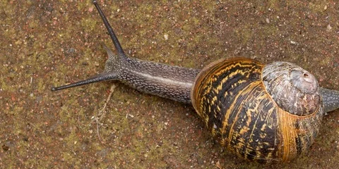 Garden Snail Stock Footage 109048279