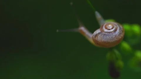 Garden Snail Stock Footage