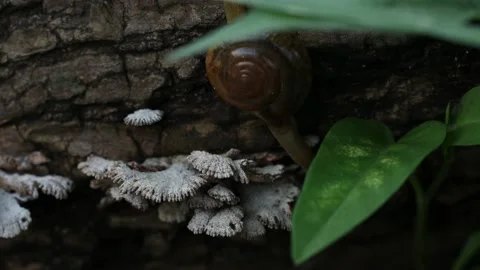 Garden snail Stock Footage 156662147