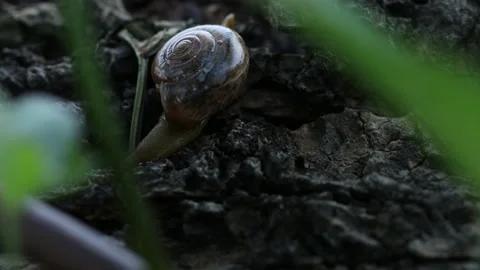 Garden snail Stock Footage 156670885