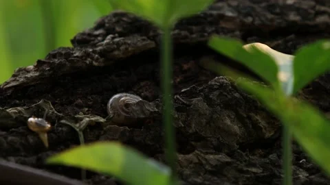 Garden snail Stock Footage 156673262