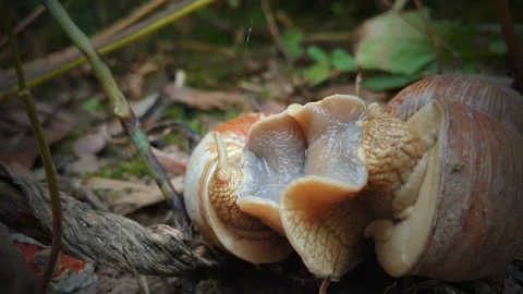 Garden snail. Stock Footage 246639645